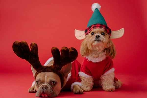 Christmassy Dogs